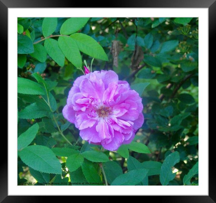Lavender rose Framed Mounted Print by Stephanie Moore