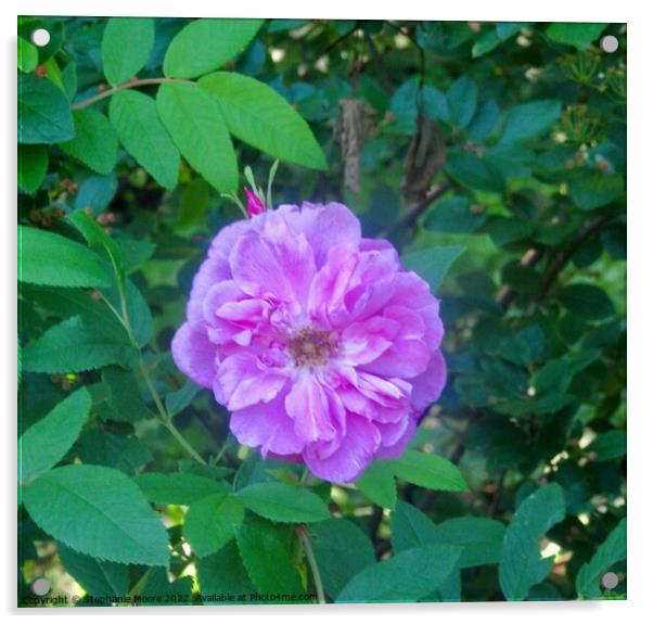 Lavender rose Acrylic by Stephanie Moore