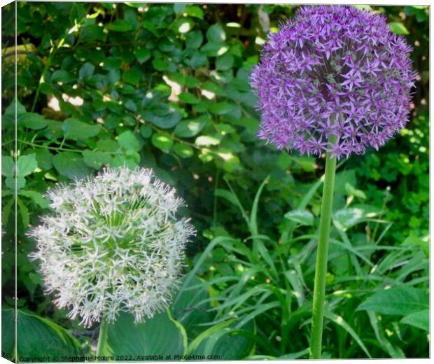 Lavender and white allium Canvas Print by Stephanie Moore