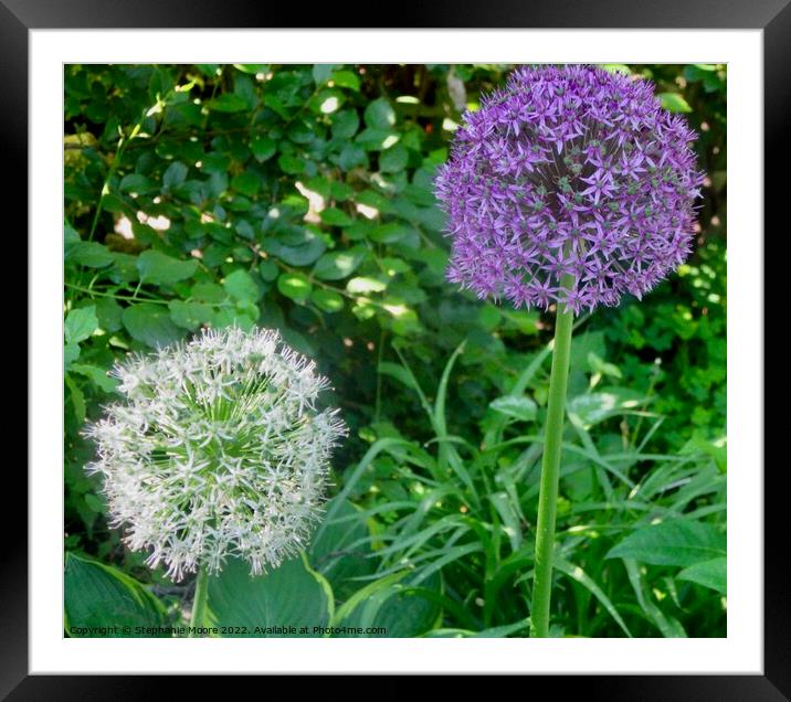Lavender and white allium Framed Mounted Print by Stephanie Moore