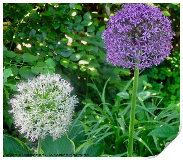 Lavender and white allium Print by Stephanie Moore