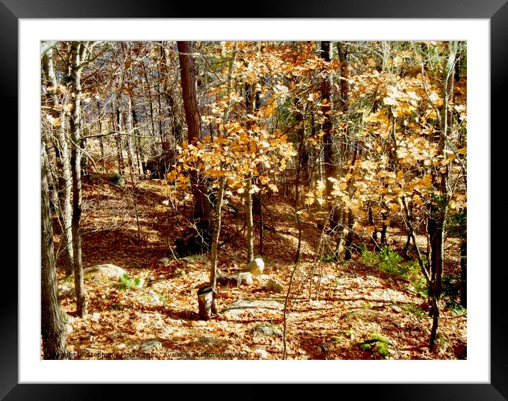 small trees in the forest Framed Mounted Print by Stephanie Moore