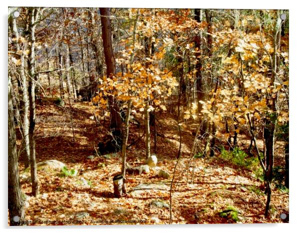 small trees in the forest Acrylic by Stephanie Moore