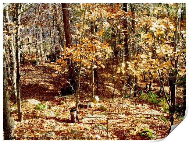 small trees in the forest Print by Stephanie Moore