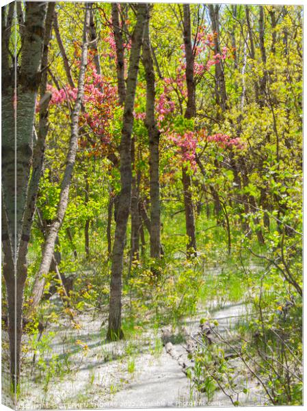 Magenta Blossoms and Cottonwood Fluff Canvas Print by STEPHEN THOMAS