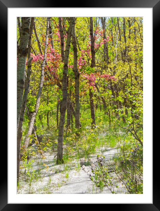 Magenta Blossoms and Cottonwood Fluff Framed Mounted Print by STEPHEN THOMAS