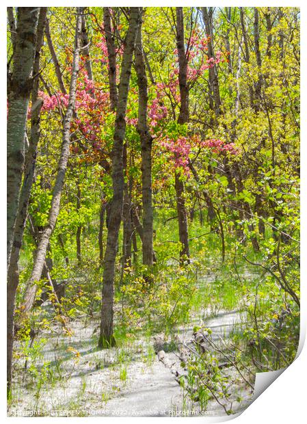 Magenta Blossoms and Cottonwood Fluff Print by STEPHEN THOMAS
