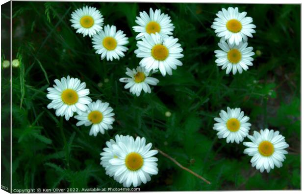 Daisy Bunch Canvas Print by Ken Oliver