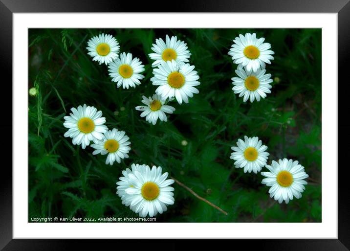 Daisy Bunch Framed Mounted Print by Ken Oliver