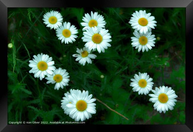 Daisy Bunch Framed Print by Ken Oliver