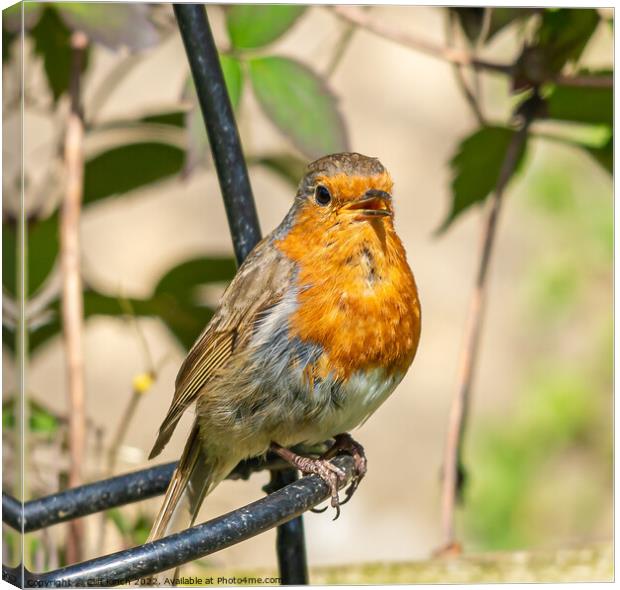 Robin Canvas Print by Cliff Kinch