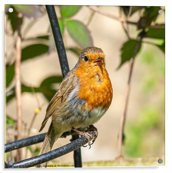 Robin Acrylic by Cliff Kinch