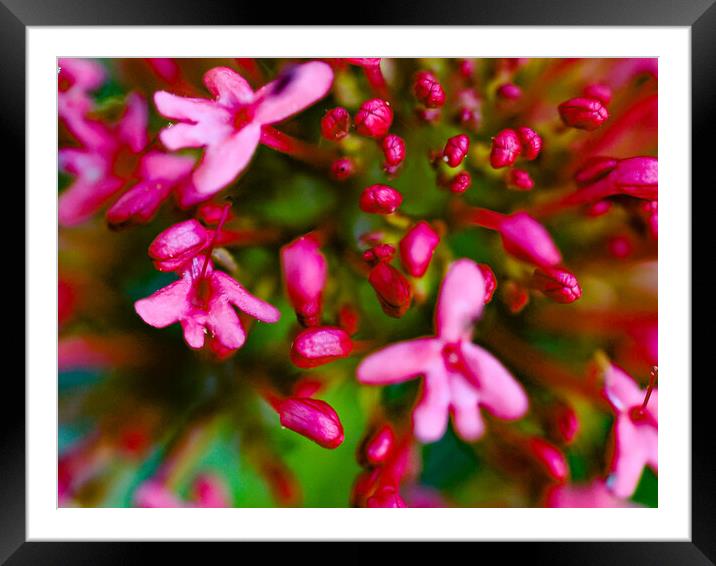 Blooming psycholdelia Framed Mounted Print by Gerry Walden LRPS