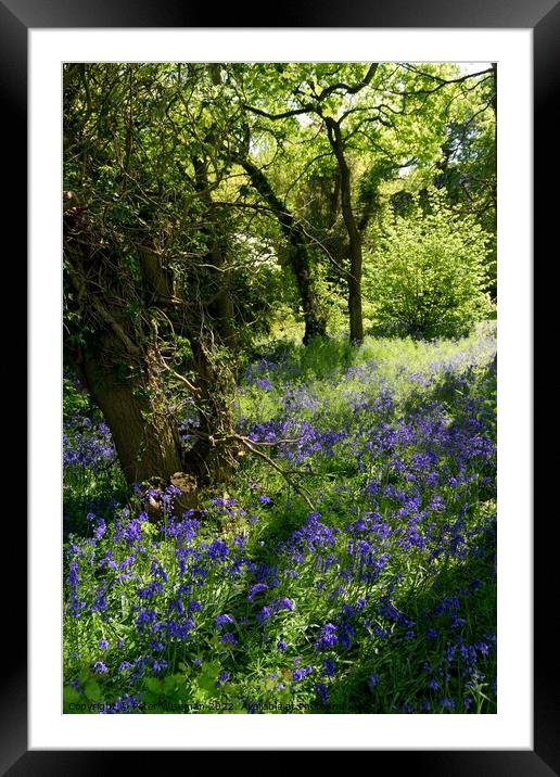A carpet of bluebells in woodland area. Framed Mounted Print by Peter Wiseman