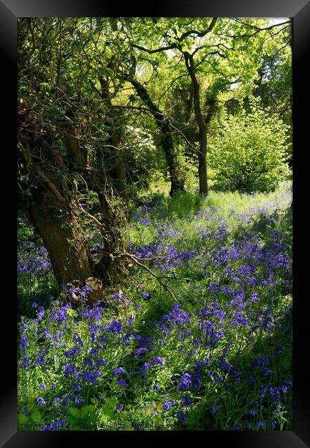 A carpet of bluebells in woodland area. Framed Print by Peter Wiseman