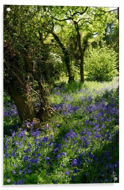 A carpet of bluebells in woodland area. Acrylic by Peter Wiseman