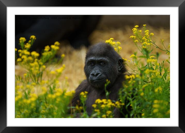 Cute Gorilla Baby Framed Mounted Print by rawshutterbug 