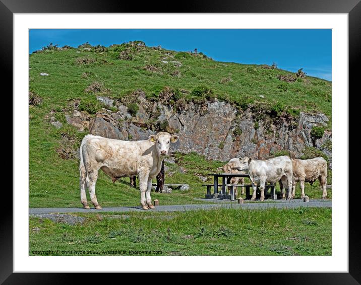 Cattle on Welsh Hilltop Framed Mounted Print by chris hyde