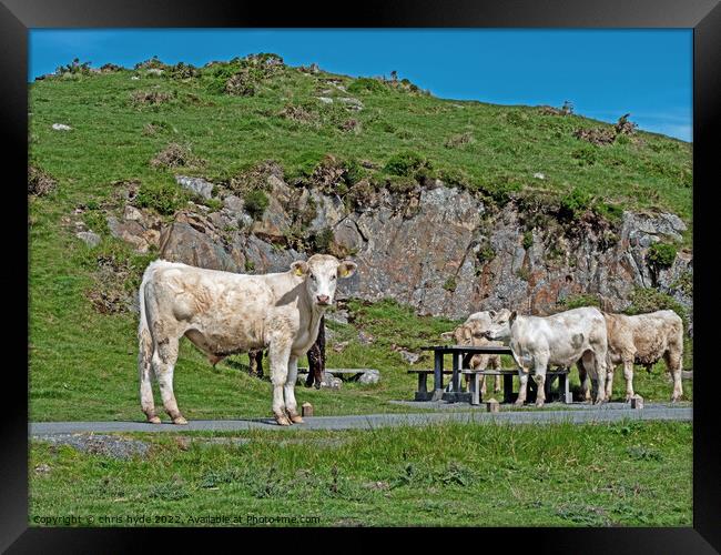 Cattle on Welsh Hilltop Framed Print by chris hyde