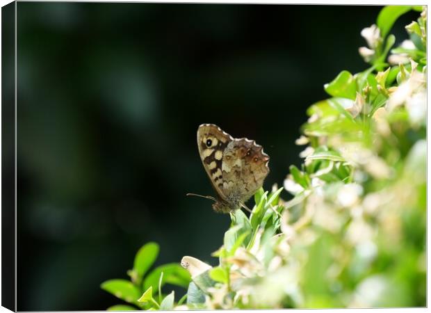 Speckled wood butterfly Canvas Print by Roy Hinchliffe