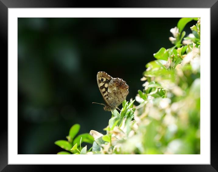 Speckled wood butterfly Framed Mounted Print by Roy Hinchliffe