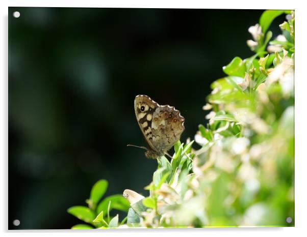 Speckled wood butterfly Acrylic by Roy Hinchliffe