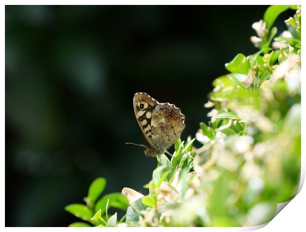 Speckled wood butterfly Print by Roy Hinchliffe