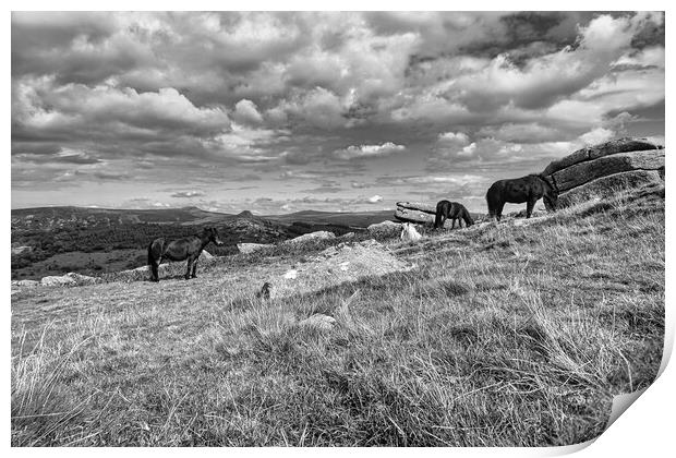 Graceful Dartmoor Ponies Grazing Print by Roger Mechan