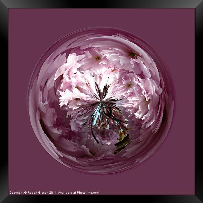 Spherical Cherry paperweight Framed Print by Robert Gipson