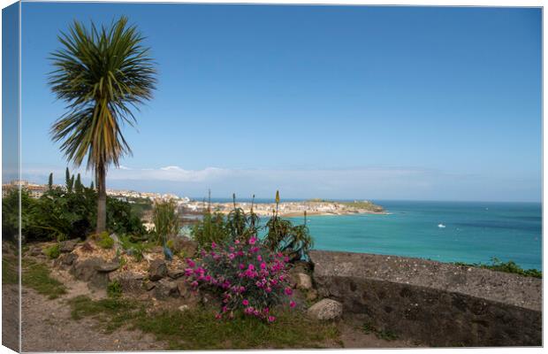 Palm tree St Ives Cornwall Canvas Print by kathy white