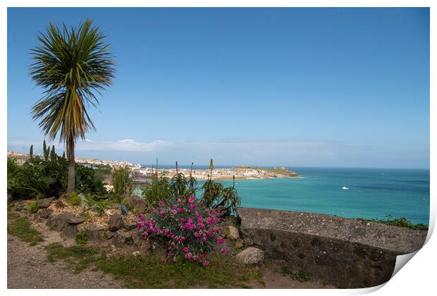 Palm tree St Ives Cornwall Print by kathy white