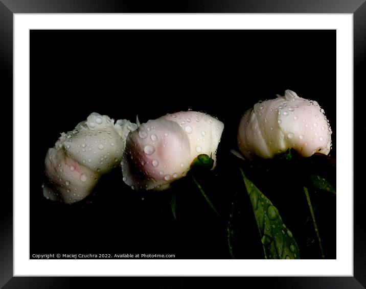Peonies After Rain Framed Mounted Print by Maciej Czuchra