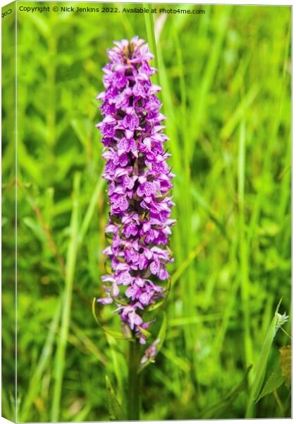 Southern Marsh Orchid South Wales Canvas Print by Nick Jenkins