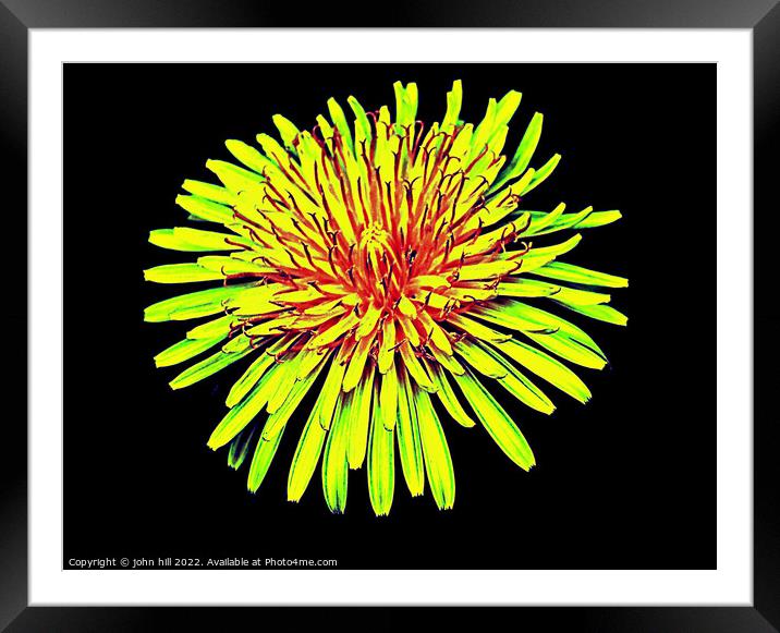 Dandelion flower in close up. Framed Mounted Print by john hill
