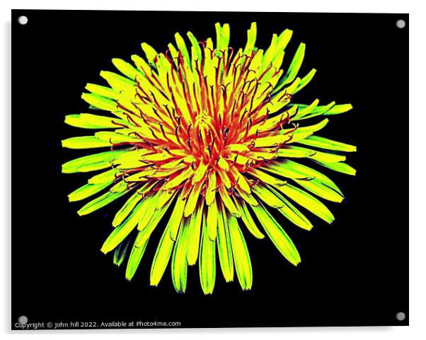 Dandelion flower in close up. Acrylic by john hill