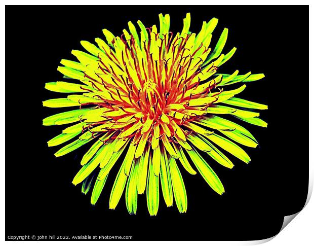 Dandelion flower in close up. Print by john hill