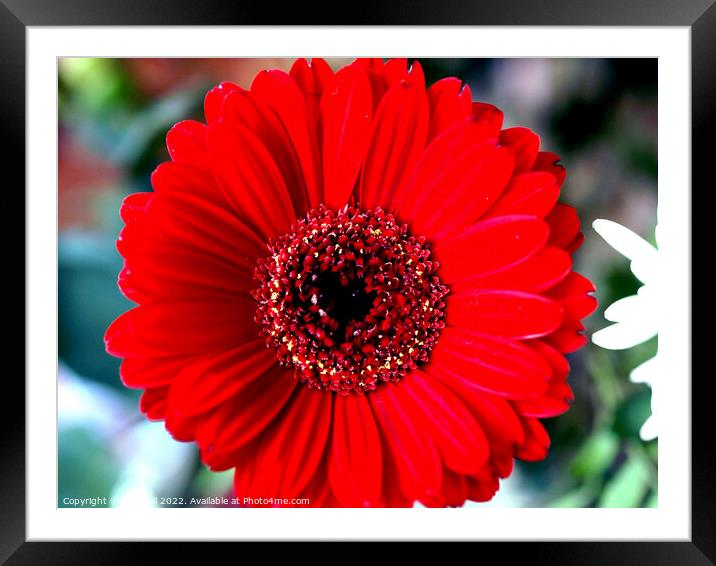 Gerbera red flower head in close up. Framed Mounted Print by john hill