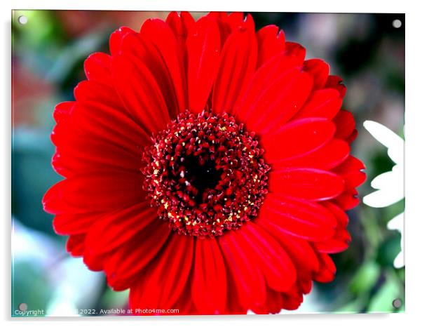 Gerbera red flower head in close up. Acrylic by john hill