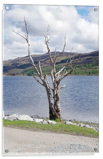 Shore of Loch Achall Acrylic by Lee Osborne