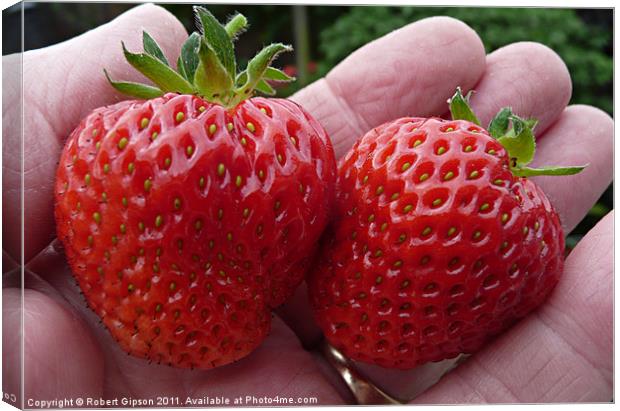 Strawberries in hand Canvas Print by Robert Gipson