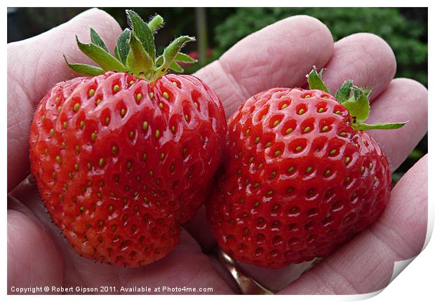 Strawberries in hand Print by Robert Gipson