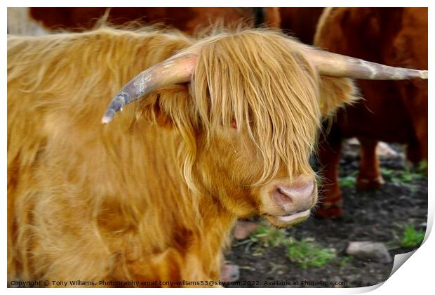 Highland Cattle Print by Tony Williams. Photography email tony-williams53@sky.com