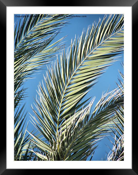 Palm Sun Day Framed Mounted Print by James Hogarth