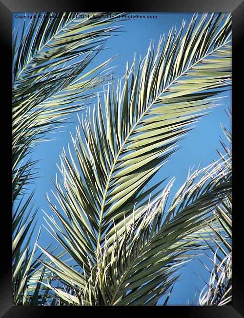 Palm Sun Day Framed Print by James Hogarth