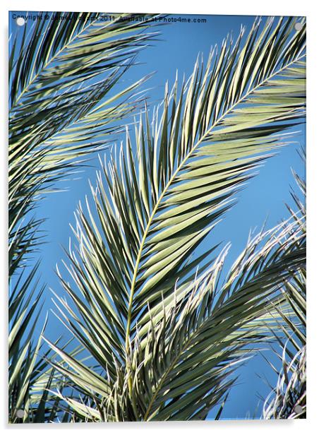 Palm Sun Day Acrylic by James Hogarth