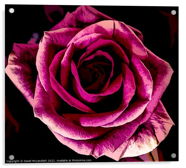Rose and its Beauty Acrylic by David Mccandlish