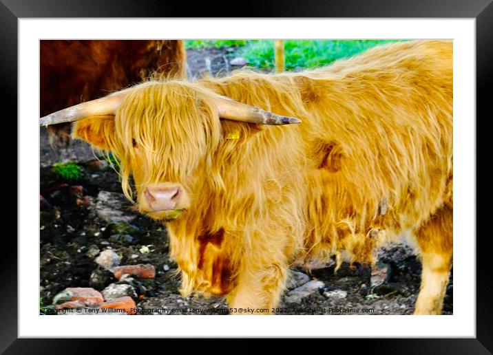 Highland cattle 2 Framed Mounted Print by Tony Williams. Photography email tony-williams53@sky.com