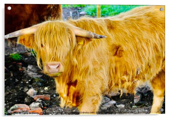 Highland cattle 2 Acrylic by Tony Williams. Photography email tony-williams53@sky.com