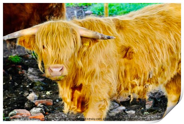 Highland cattle 2 Print by Tony Williams. Photography email tony-williams53@sky.com
