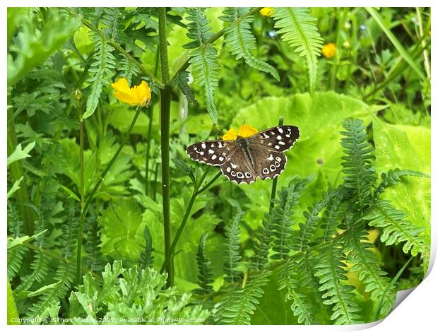 Speckled Wood Butterfly Print by Simon Marlow